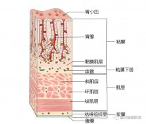 【消化胃腸】莆田福德消化專家教你認(rèn)識慢性非萎縮性胃炎（慢性淺表性胃炎）